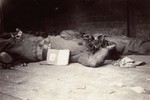 The corpse of an SS guard in Dachau.