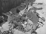 The corpses of individuals murdered by the NKVD (Soviet Secret Police) in the courtyard of a Lvov city prison.