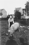 A German Jewish refugee child pets a sheep on the grounds of the orphanage where she is staying in Belgium.