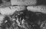 Bales of the hair of female prisoners found in the warehouses of Auschwitz at the liberation.