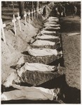 The bodies of prisoners who died in the Woebbelin concentration camp lie next to open graves on the palace grounds of the Archduke of Mecklenburg in Ludwigslust, Germany.