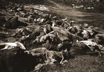 The corpses of prisoners exhumed from a mass grave near Nammering.