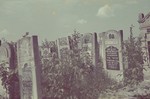 View of tombstones in the Lodz ghetto Jewish cemetery.