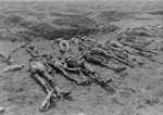 Corpses exhumed from a mass grave in Ploemnitz ("Leau" after 10 October 1944), a sub-camp of Buchenwald.