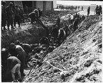 Under the supervision of American soldiers, German civilians exhume a mass grave containing the bodies of prisoners killed by the SS in a barn just outside Gardelegen.