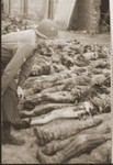 An American soldier examines the corpses of prisoners killed by the SS in a barn near Gardelegen.