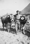 Jewish refugee Erich Rothschild pulls a team of oxen in a Swiss labor camp.