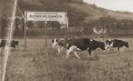 Cows belonging to Alfred Heldenmuth graze in a field beneath a sign advertising his cattle business in Plettenberg.