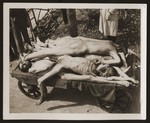The corpses of former prisoners are collected on a cart for transfer to the crematorium at the Ebensee concentration camp.
