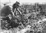 A man inspects a new crop in Tel Shachar.