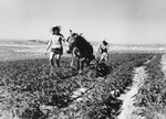Two new immigrants plow a field in Tal Shachar.