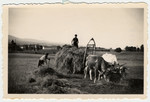 Two youth work on a farm in Treve, pitching hay onto a wagon drawn by cattle.