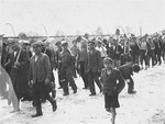 A group of Jewish men and youth from Zarki march to a forced labor site carrying shovels.