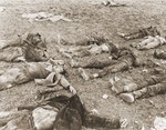 The corpses of prisoners exhumed from a mass grave near Hirzenhain lie out in a field.
