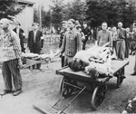 Survivors wearing their camp uniforms remove the dead on carts and stretchers at the newly liberated Ebensee concentration camp.