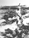 A Jewish laborer at work draining swamp land in northern Palestine.