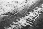 The bodies of former inmates are laid out in a mass grave at the Mauthausen concentration camp.