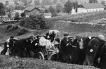 The bodies of sixty Jews from Limanowa who were executed in the Jewish cemetery, are moved to a burial site.