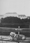 A dog lies on a park bench which is marked "Nur fuer Arier!" [Only for Aryans]