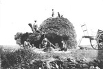 Young agricultural workers pitch hay onto a large haystack on a farm in Treves.