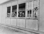 Survivors look out the barbed wire covered windows of barracks in the newly liberated Dachau concentration camp.
