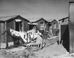 A new immigrant hangs her laundry outside a prefabricated shack in Tel Shachar.