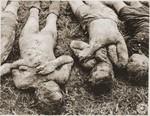 The corpses of prisoners exhumed from a mass grave in the vicinity of Hirzenhain lie out in a field.