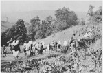 [Probably Serbian women and children from the Kozara region who have been rounded-up for deportation, marching through a field.]