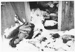The corpses of prisoners killed just prior to the evacuation of Auschwitz-Birkenau tumble out of a shed into the snow when it is opened after the liberation.