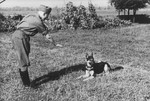 SS officer Karl Hoecker plays with his dog Favorit.