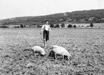 A Hungarian Jewish boy tends pigs grazing in a field.