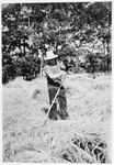A man working and living in the Gross Breesen vocational center [sharpens a scythe] on a hay field.
