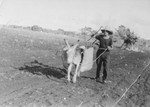 Franz Blumenstein plows a field at the Jewish agricultural colony in Sosua, Dominican Republic.