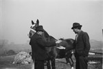 Two Romani men make a deal on a horse.
